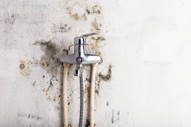 Best Industrial Mold Remediation in Payson, AZ