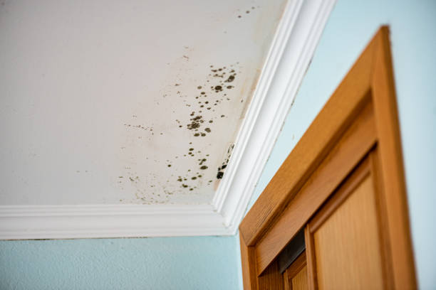 Best White Mold Remediation in Payson, AZ