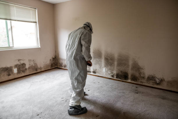Best Post-Flood Mold Remediation in Payson, AZ