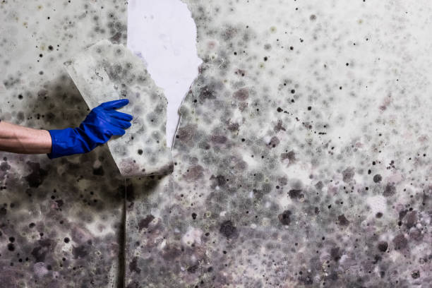Professional Mold Remediation in Payson, AZ